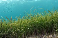 /album/ecosistemas-de-mexico1/jao0113-cancun-quintana-roo-jpg/